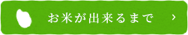 お米が出来るまで